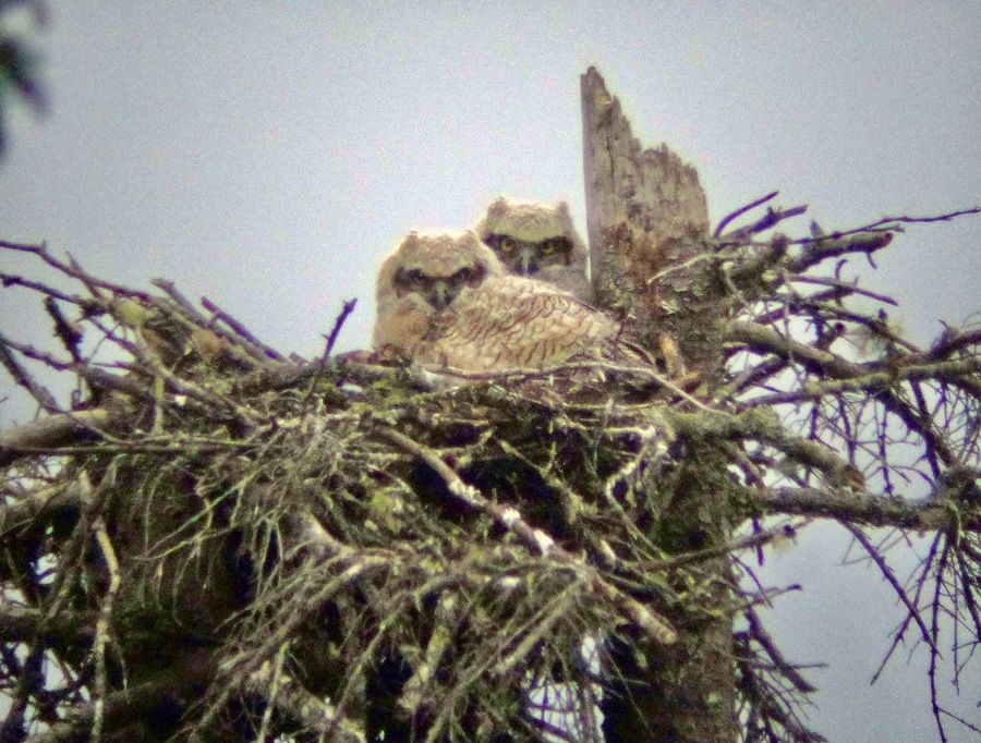 Juvenile Great Horned Owl by Kirk Gentalen, Maine Coast Heritage Trust